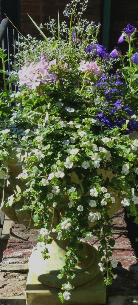 bacopa, euphorbia, petunia in urn cropped