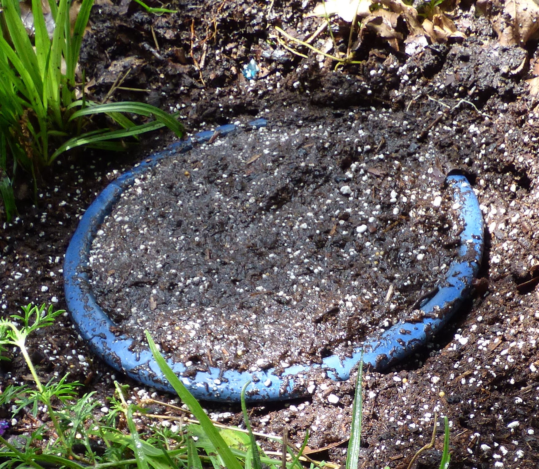 butterfly mud puddler