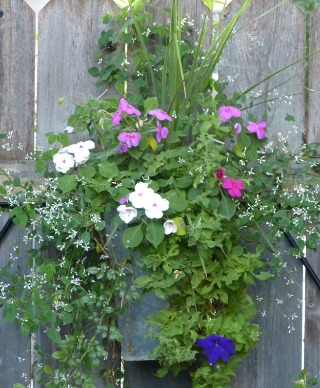 euphorbia, impatiens, petunia, spike
