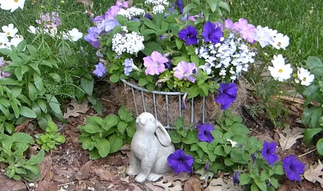 petunias with bunny
